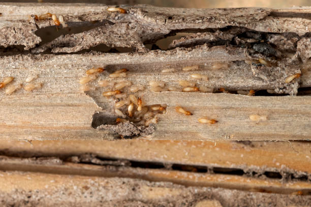 Best Affordable Pest Control Services  in Westbrook, ME